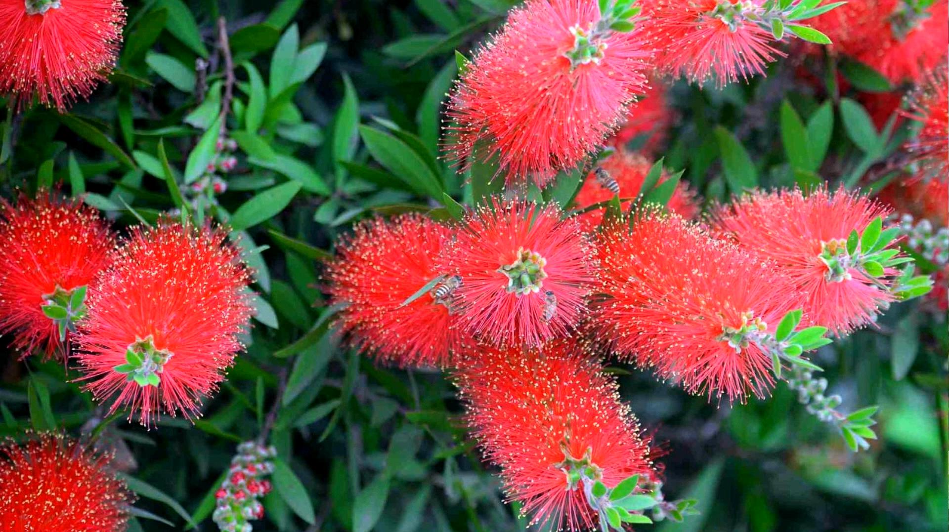 夏天开花的花10种花(四季开花的植物花卉有哪些)