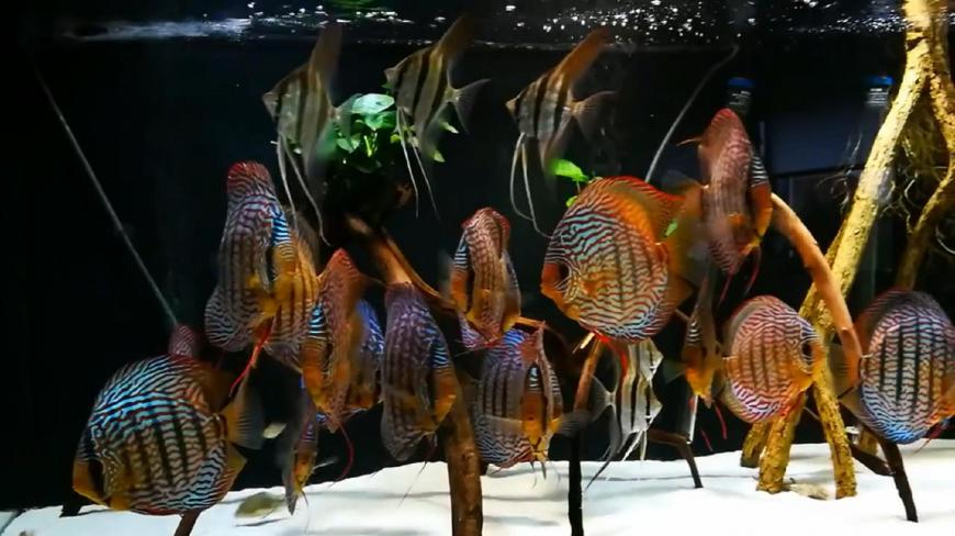 魚缸養死十幾條這種觀賞魚,現在終於穩定了,七彩神仙魚太難養好