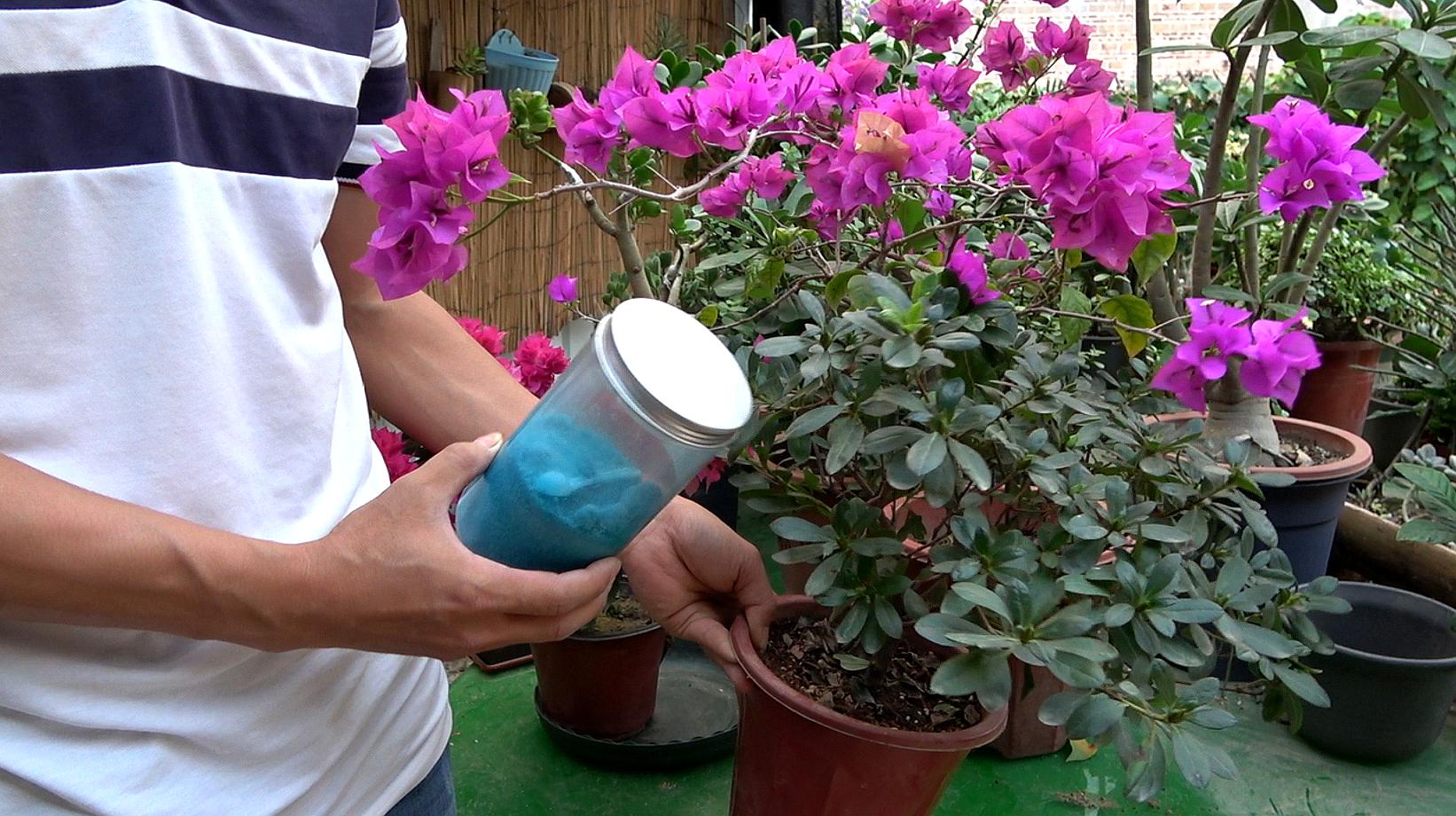 想要杜鹃花提前开花,每次浇水加点它