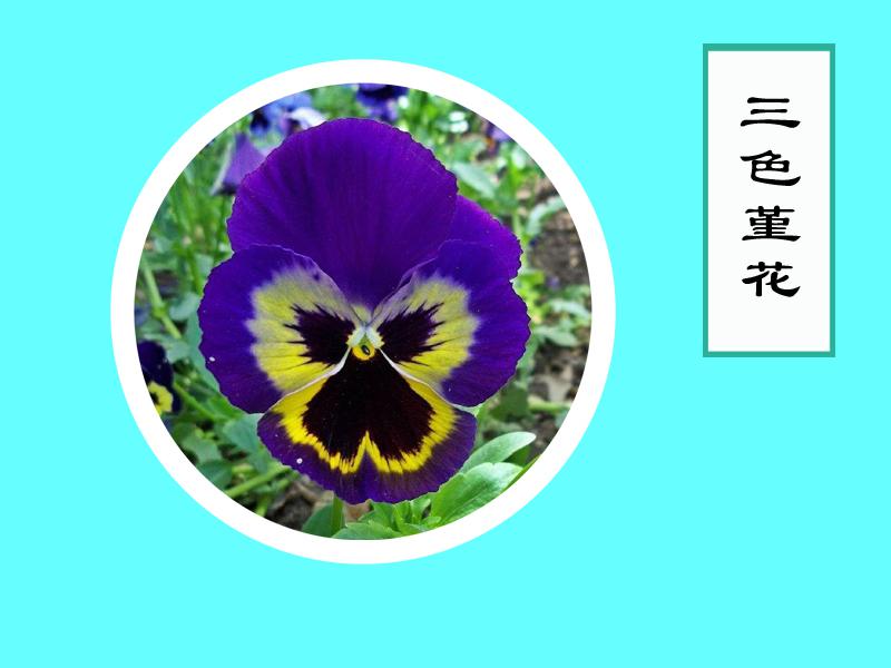 原来三色堇的亲戚这么多