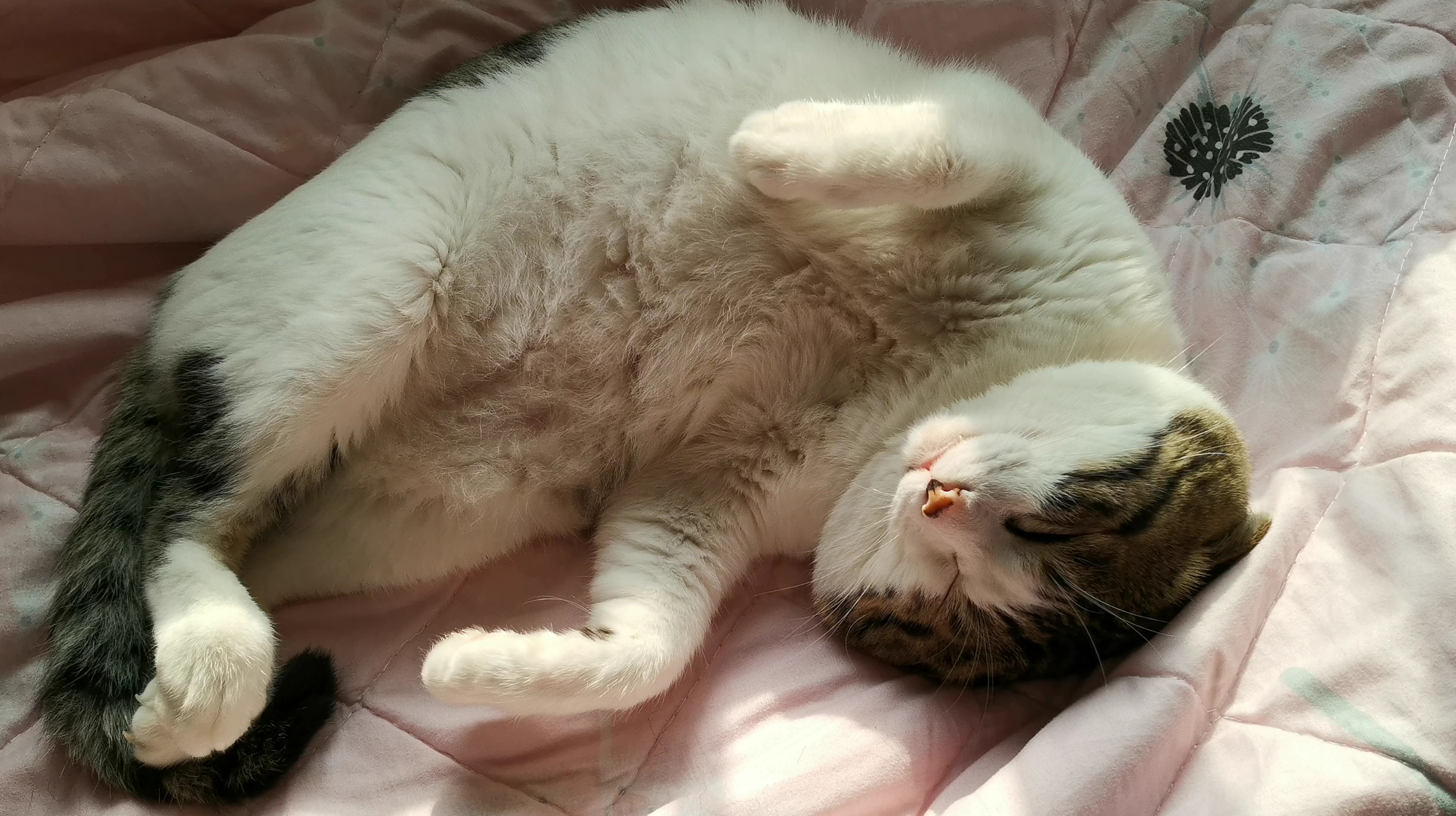 猫咪趁着阳光在赶紧把白肚皮晒晒,看我这样可爱吗快拍