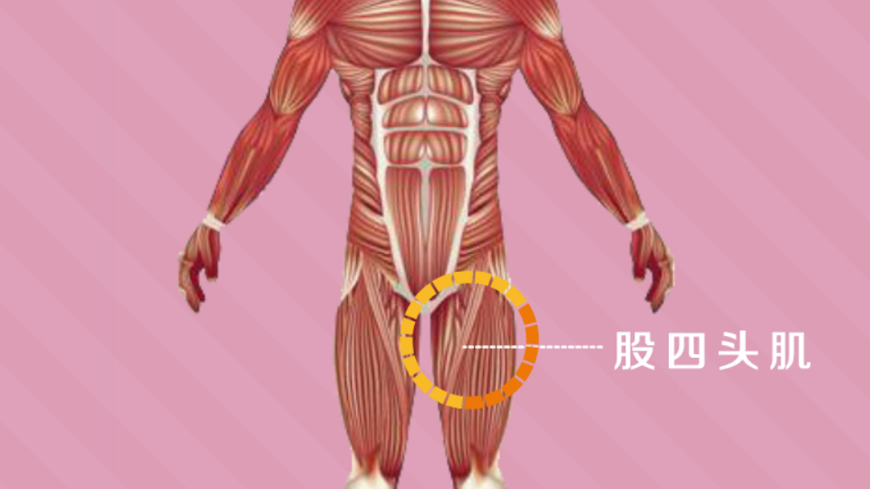 股四头肌:人体的大腿肌肉