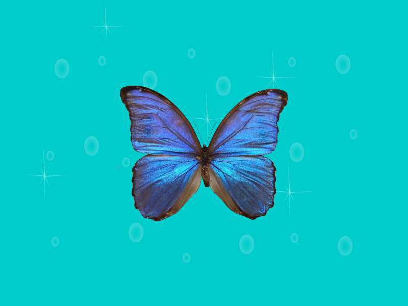 闪蝶有哪些种类8个视频