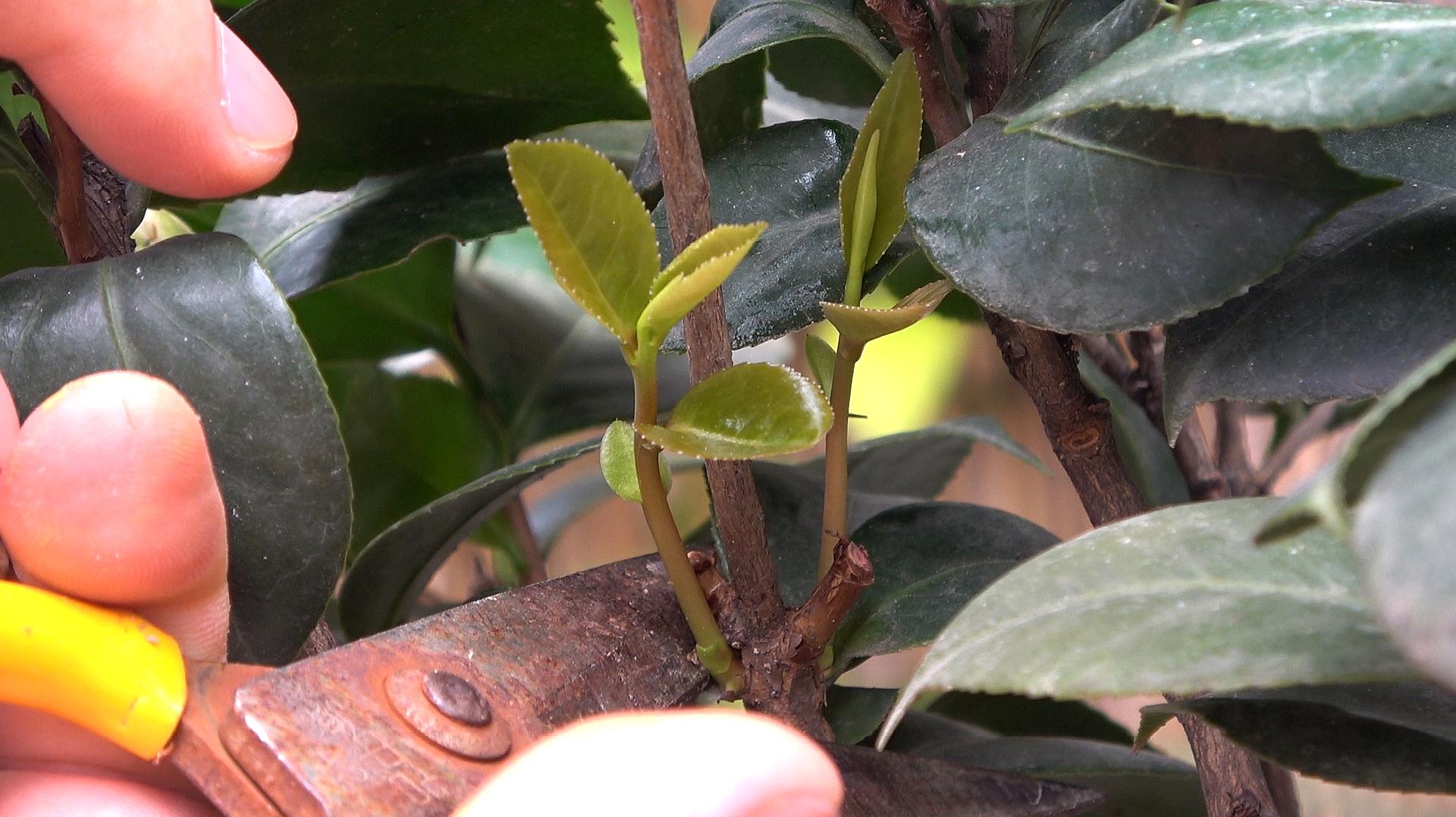 茶花的养殖方法(茶花的养殖方法和注意事项 盆栽视频)