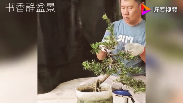 养护多年罗汉松老桩初次塑形修剪,铝线盘扎,造型美观又大方!