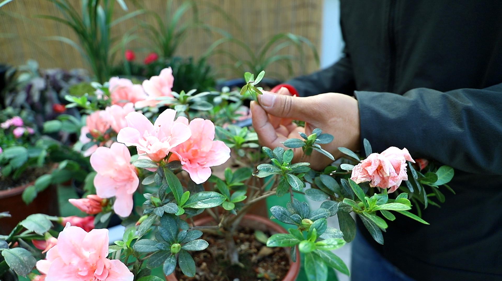 給杜鵑花修剪,忽略一個地方,難怪開花少