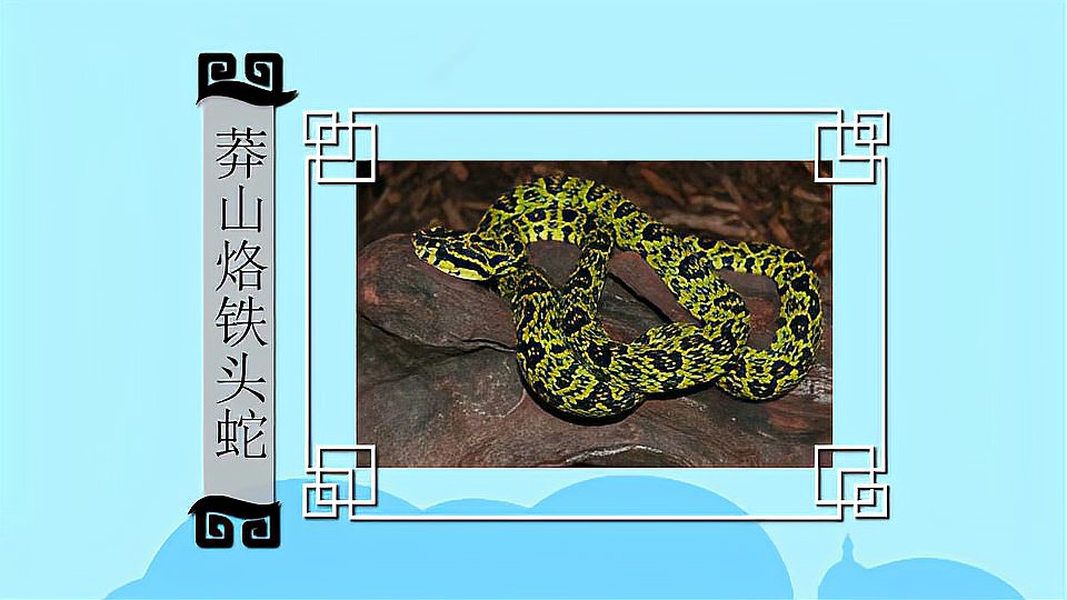 莽山烙铁头蛇:中国的特有的巨型毒蛇种