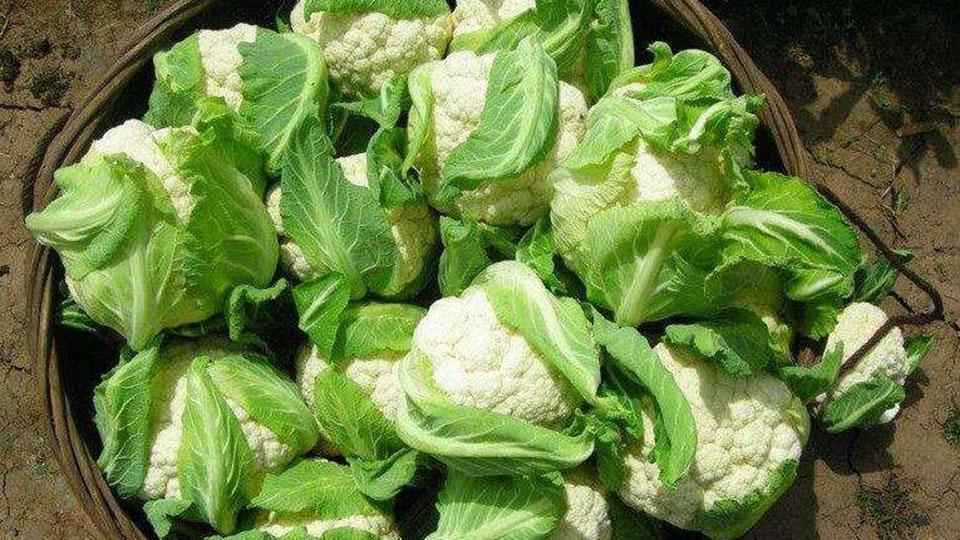 春季时令蔬菜大全