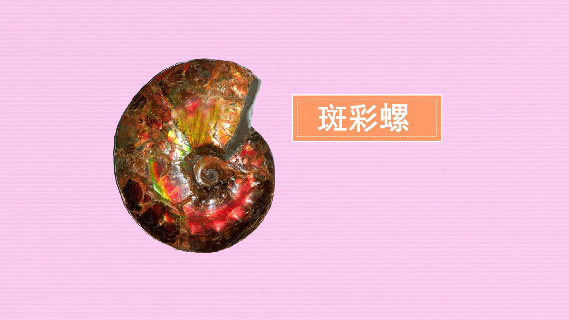 原来斑彩螺长这样