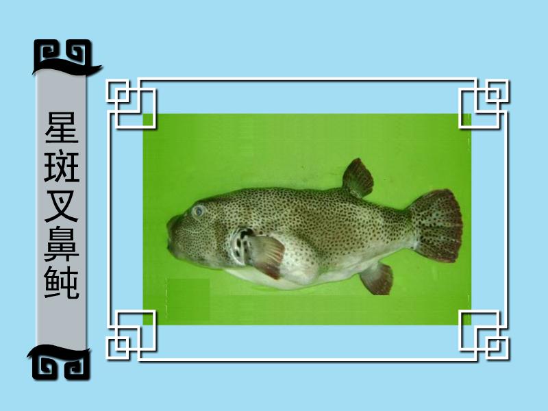 十种叉鼻鲀品种你见过哪种