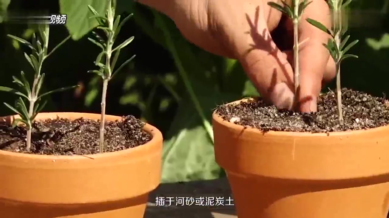 樱桃种子怎么种植