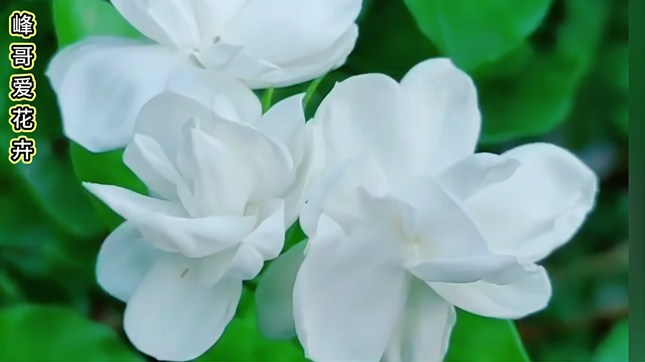 養殖茉莉花應該知道這些小知識