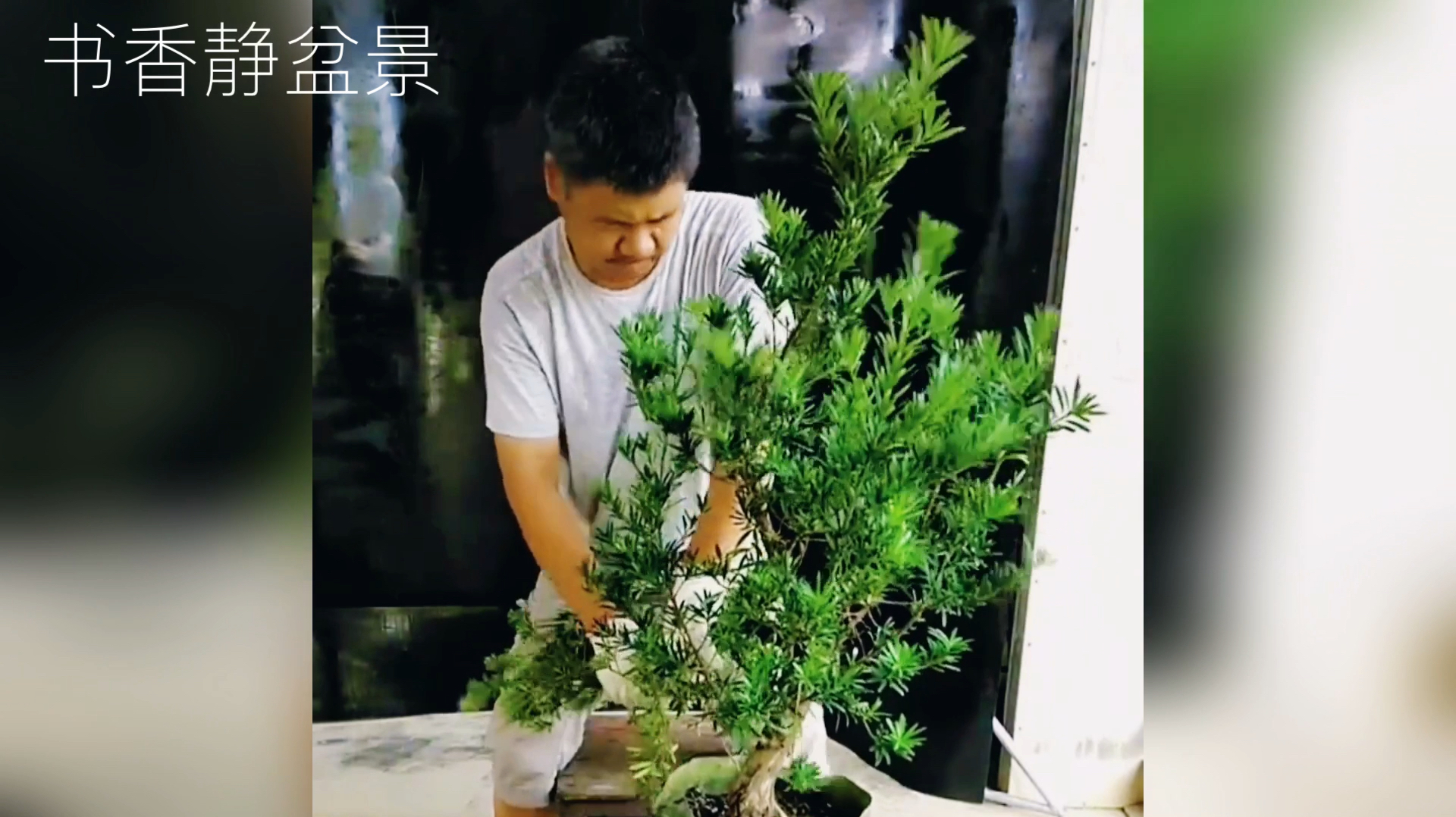初次修剪养护多年的一棵罗汉松老桩,上铝条做盘扎临水式优雅端庄