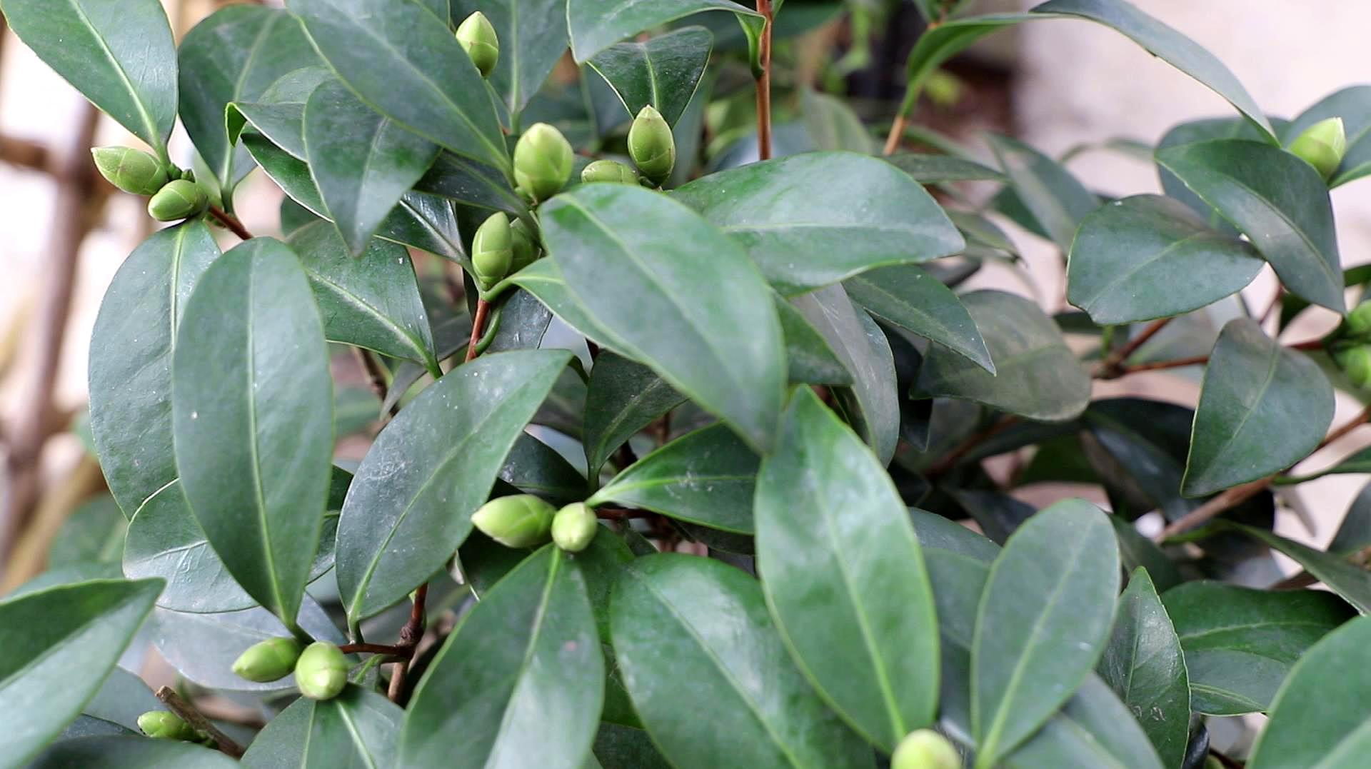 刚买的茶花带花苞,教你一个小方法,轻松养好,花苞不落全开放