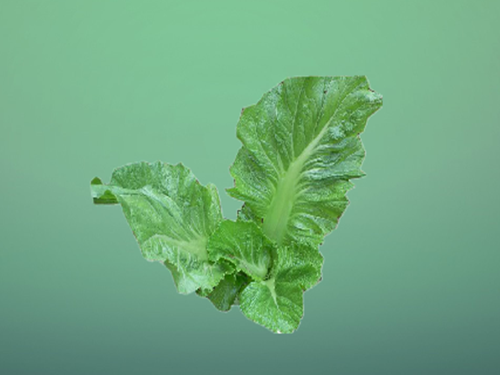 原来皱叶芥菜长这样