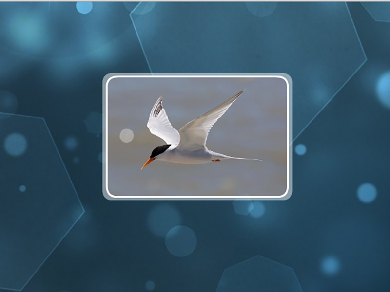 原来白喉海燕长这样