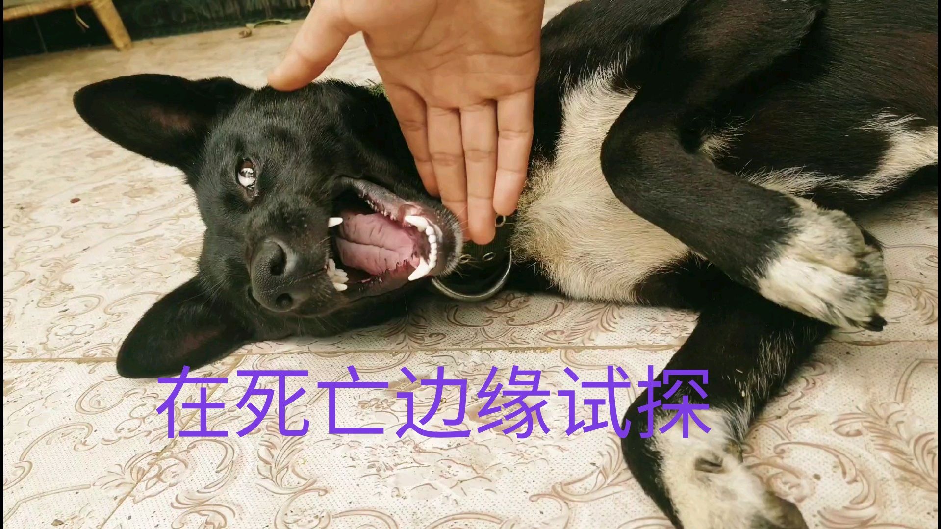 在死亡边缘疯狂试探