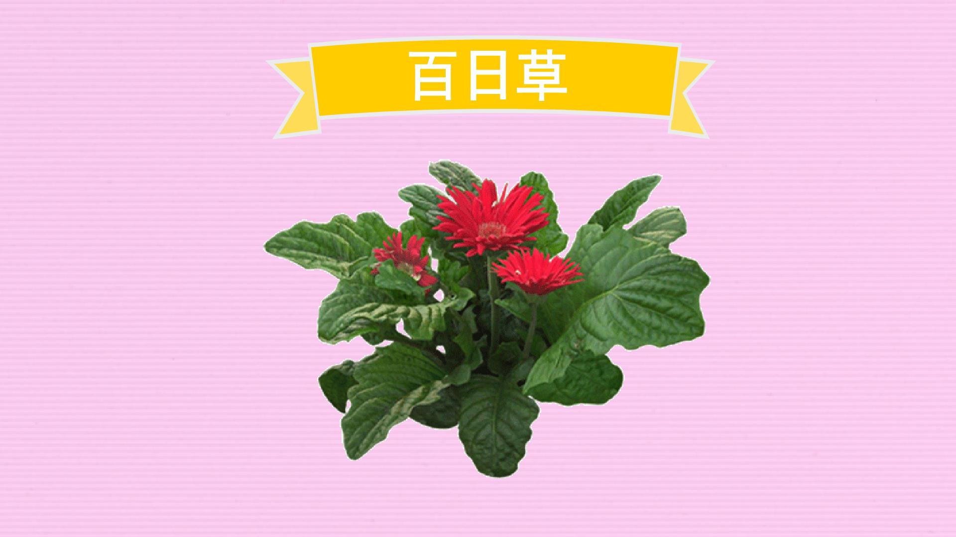 北方秋季开花的宿根花卉推荐