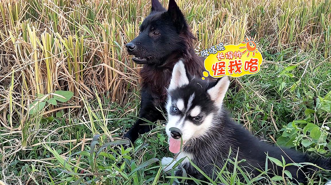 二哈狗生第一次接觸田野,玩嗨之餘還和土狗秀恩愛,氣死鏟屎官了