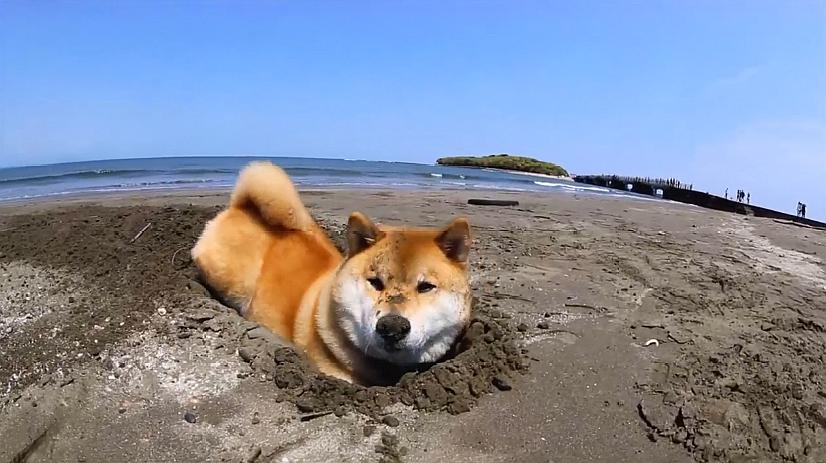 主人带柴犬到海边玩,柴犬只顾埋头挖沙坑,柴犬令主人哭笑不得
