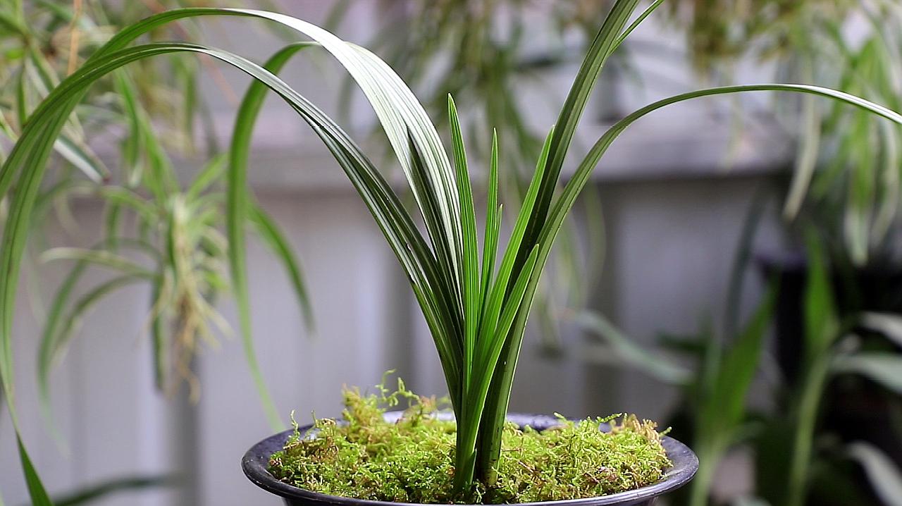 兰花种类(兰花种类虽多,但奇花难求)