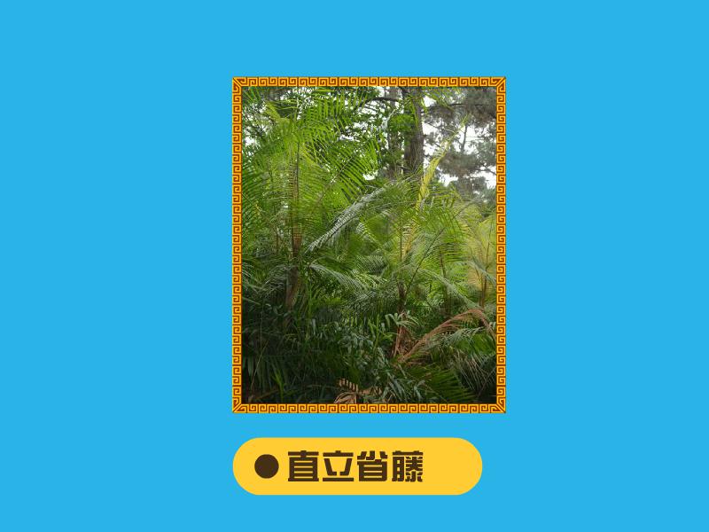 原来直立省藤长这样