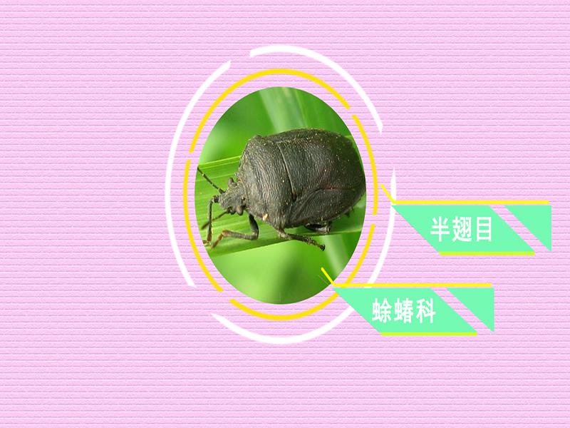 原来蜍蝽长这样