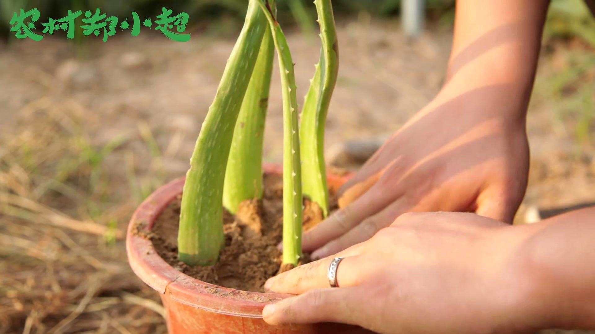 芦荟水培生根方法图片