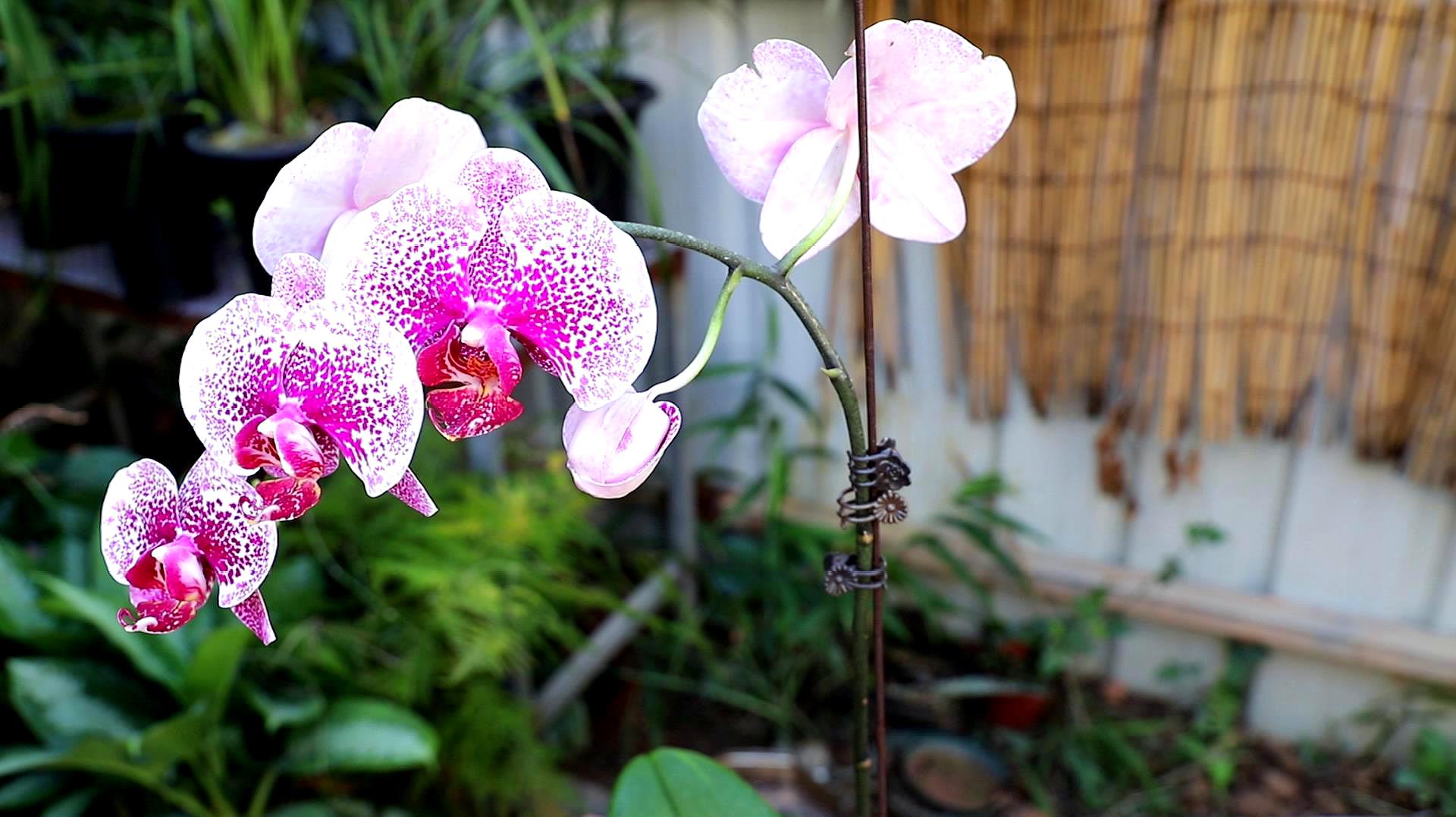 蝴蝶兰开花时间(蝴蝶兰开花时间几点左右)