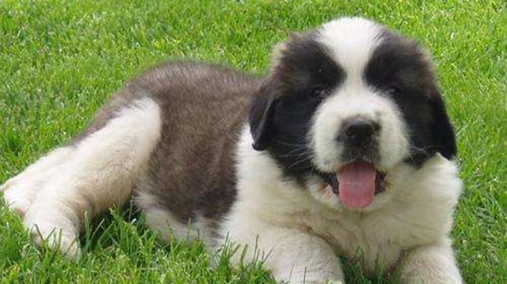 一分钟了解圣伯纳犬