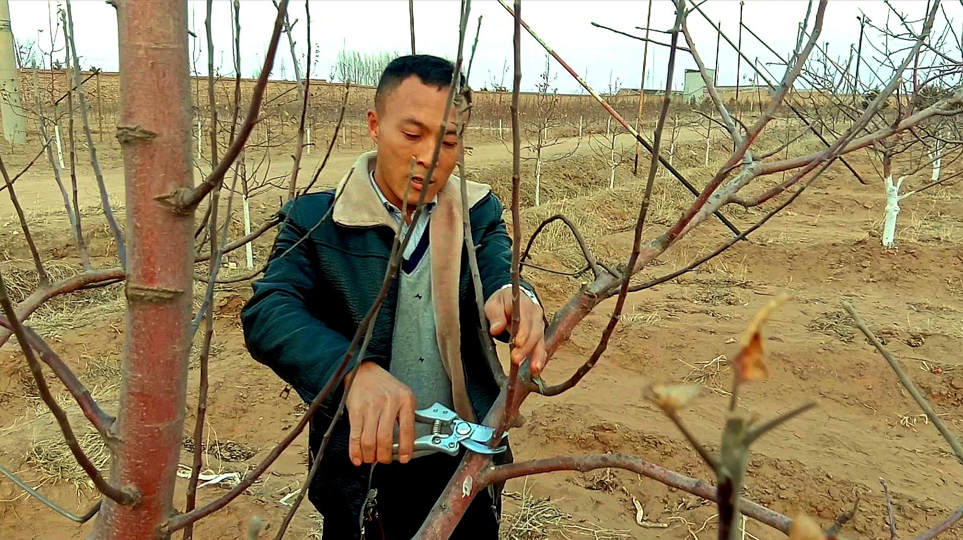 80后农村小伙用新方法修剪果树,专家看后直叫好,这样修剪挂果多