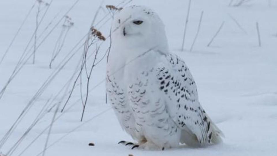 生活在北极的动物都有哪些请收藏这份最全合集