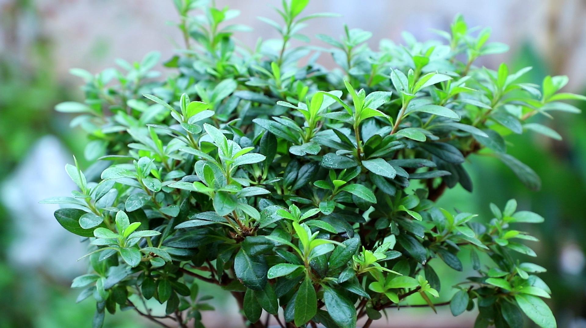 杜鵑花葉子掉落,開花沒希望,給它用1物新芽長滿枝頭,準時開花