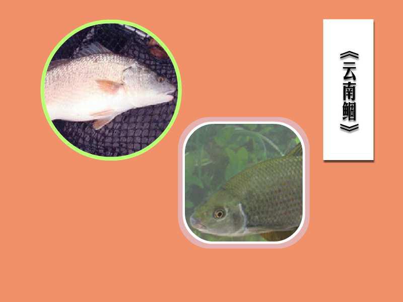 「秒懂百科」原来云南鲴长这样