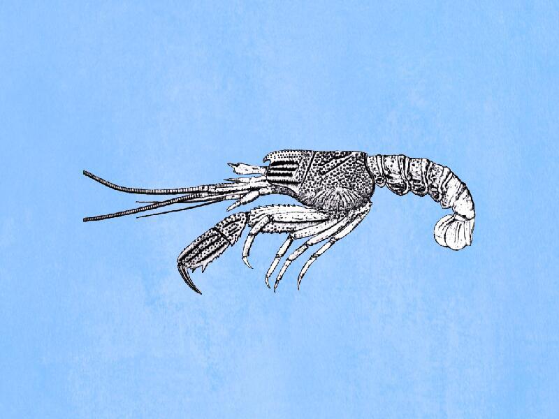 原来侏罗纪虾长这样