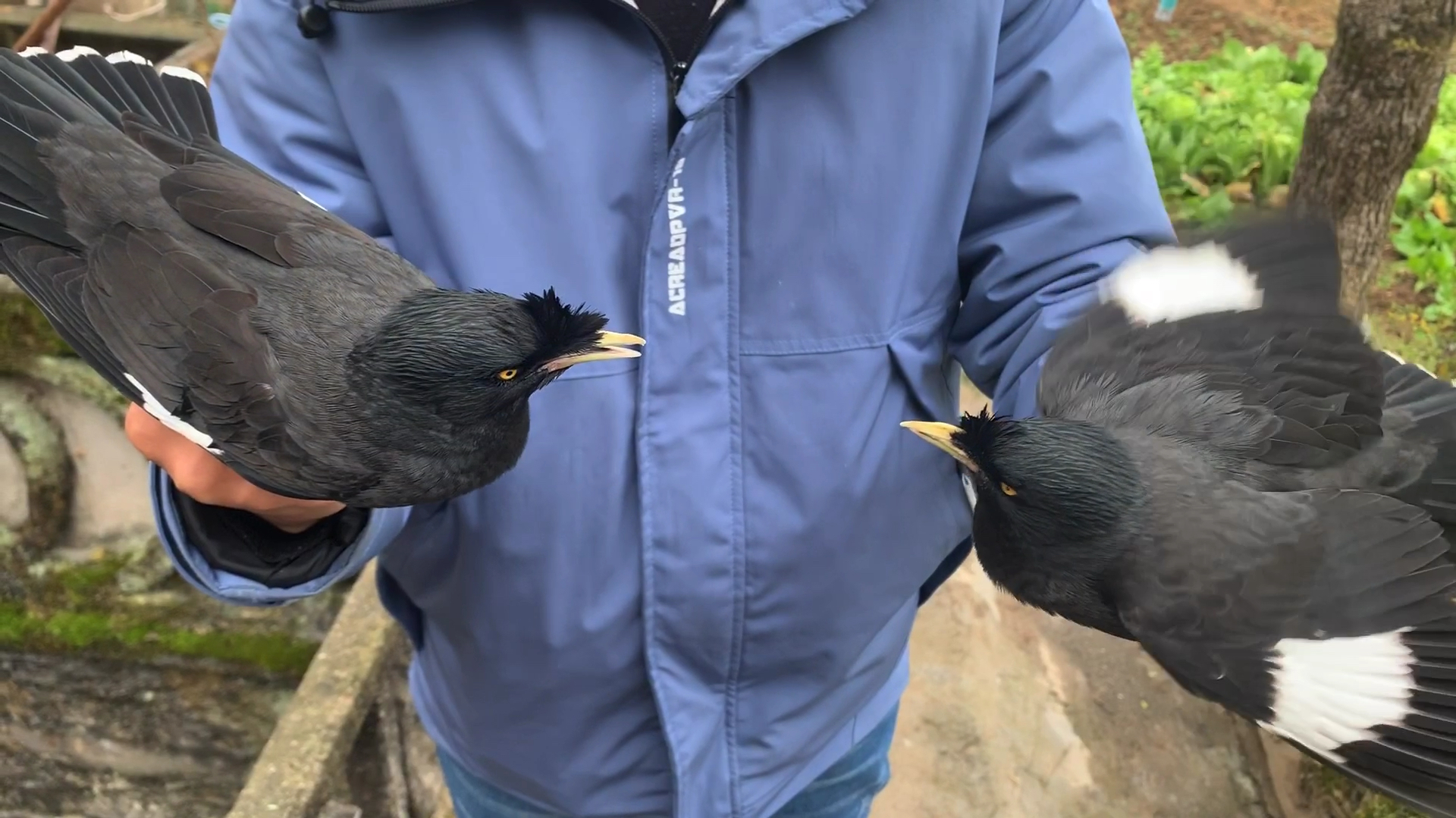 小鸟打架视频合集