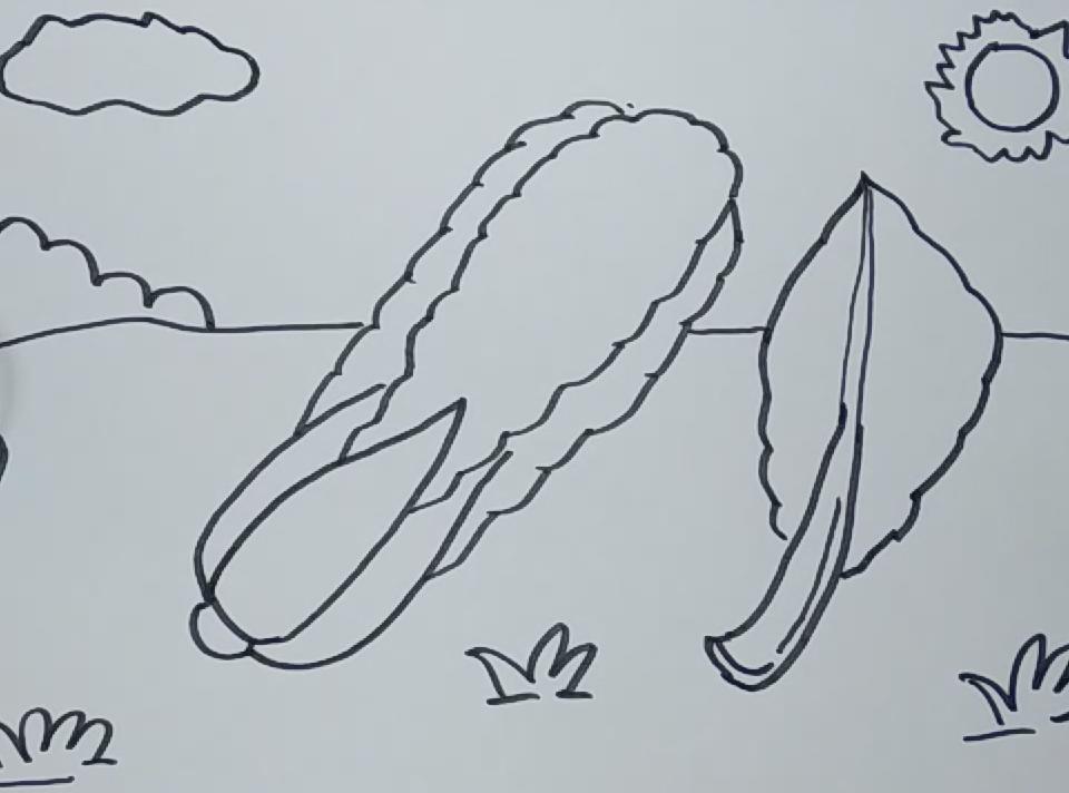 扁粉菜怎么画简笔画图片