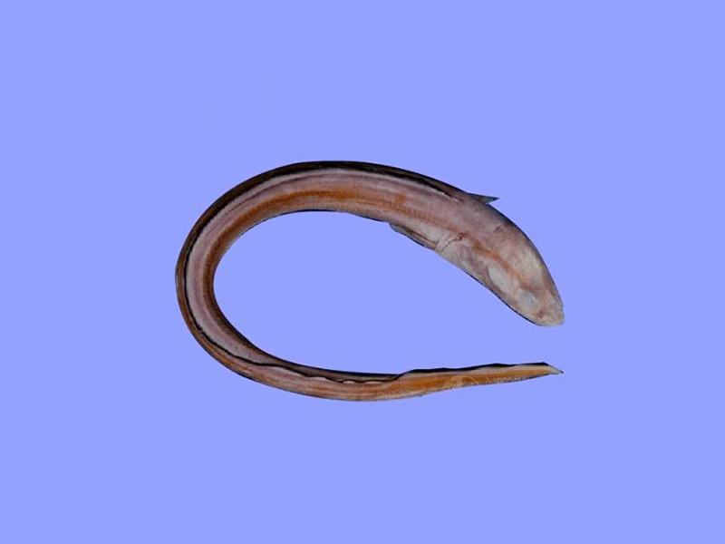 鳗的种类都有哪些?