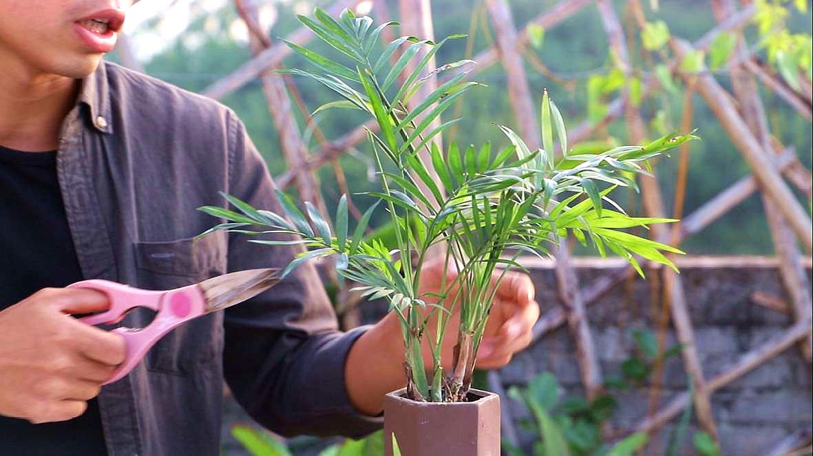 袖珍椰子过冬难吗?简单剪几刀,来年开春迅速发芽