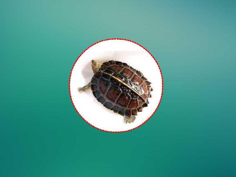 颈龟的种类包含哪些