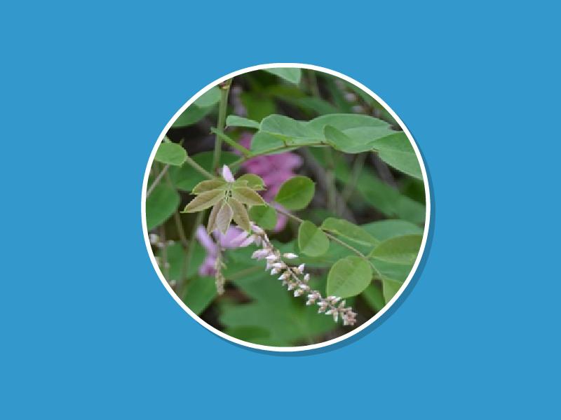 陕西省豆科木蓝属植物有哪些