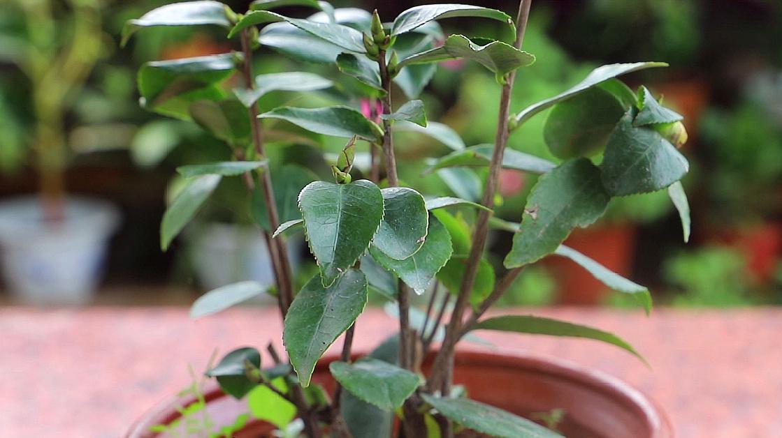 茶花树怎么养才长得好(茶花树怎么养才长得好呢)