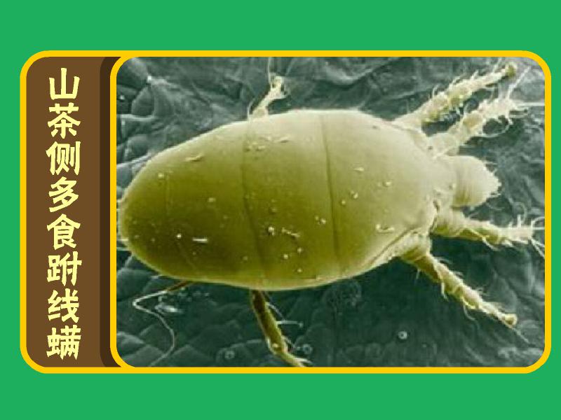 原来山茶侧多食跗线螨长这样