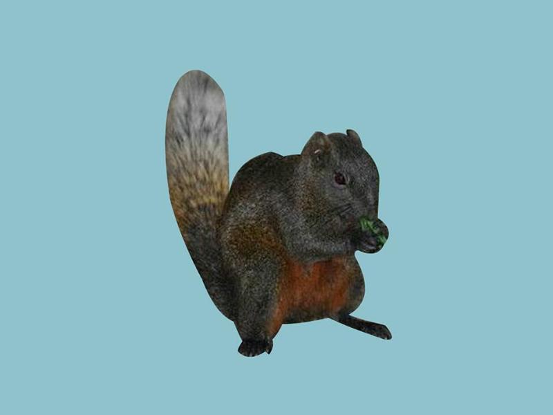 「秒懂百科」原来蓝腹松鼠长这样