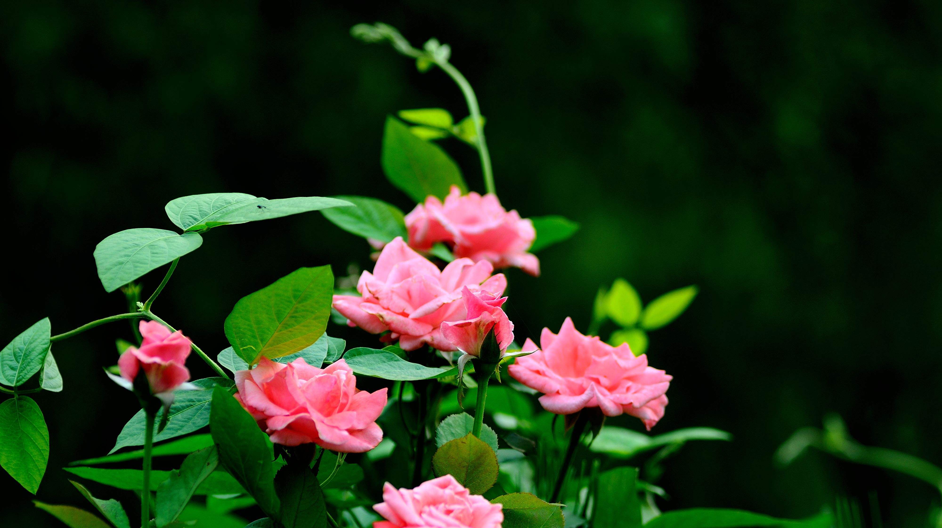 养月季花技巧(月季最怕三种水)