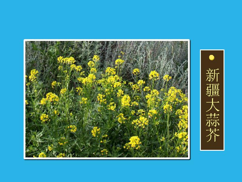 原来新疆大蒜芥长这样