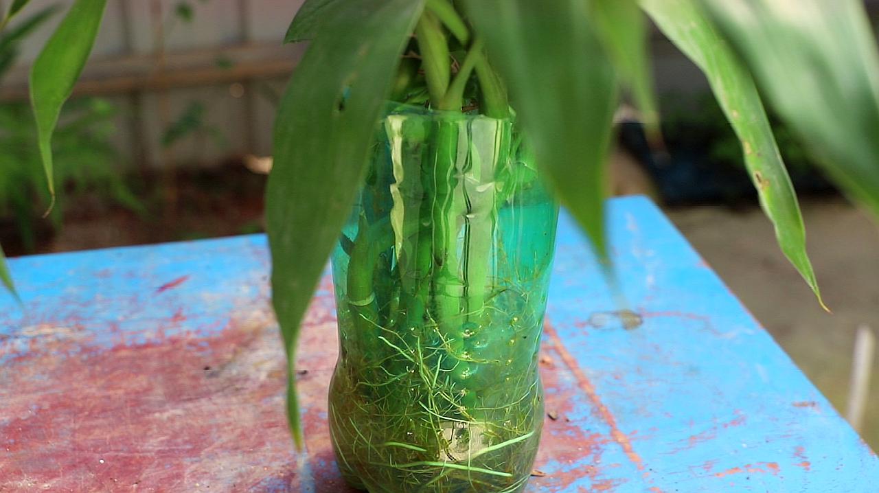 就會出現生長緩慢的情況,需要給富貴竹加一勺純植物有機營養液,就能