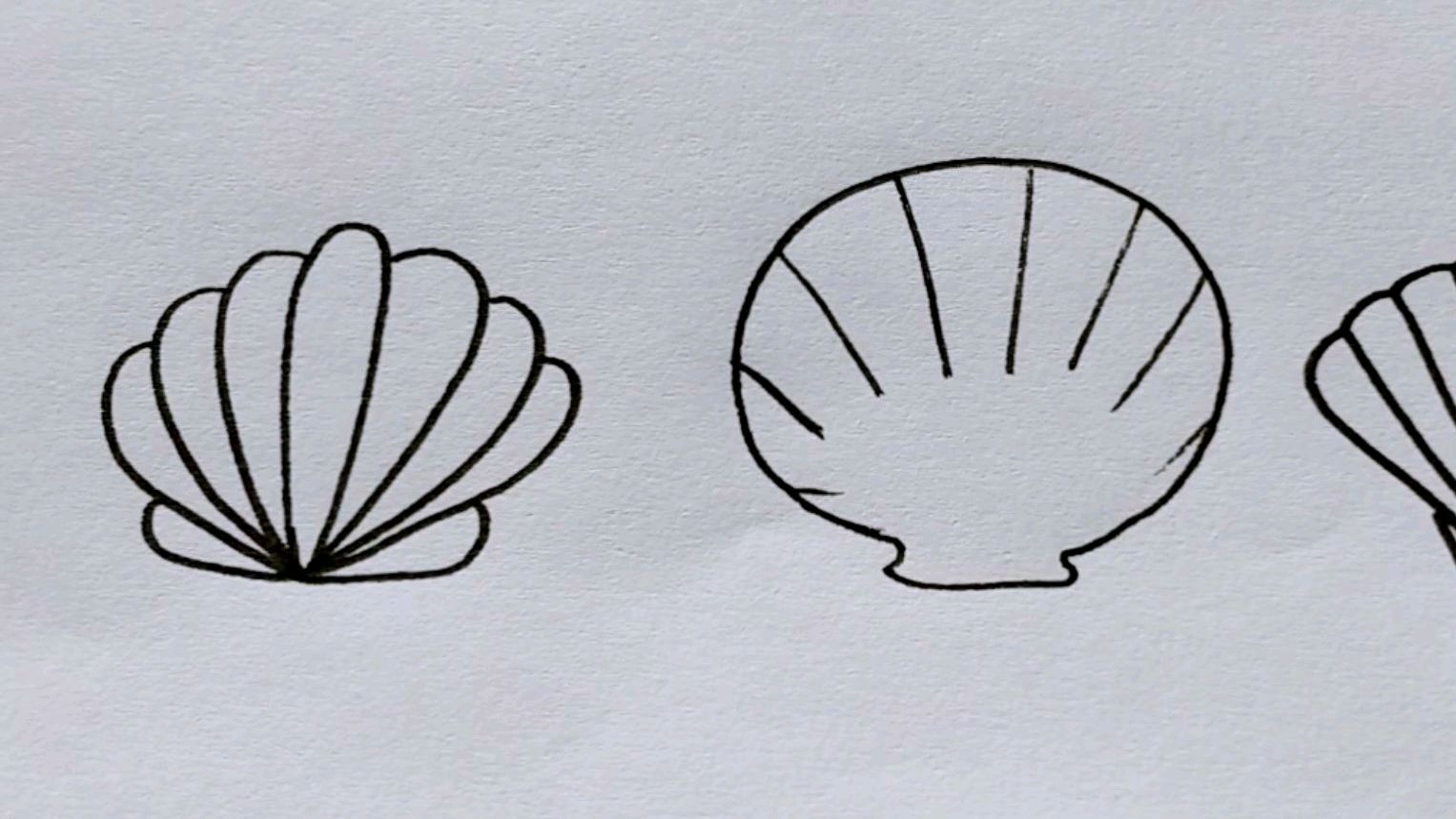 几种贝壳的简笔画