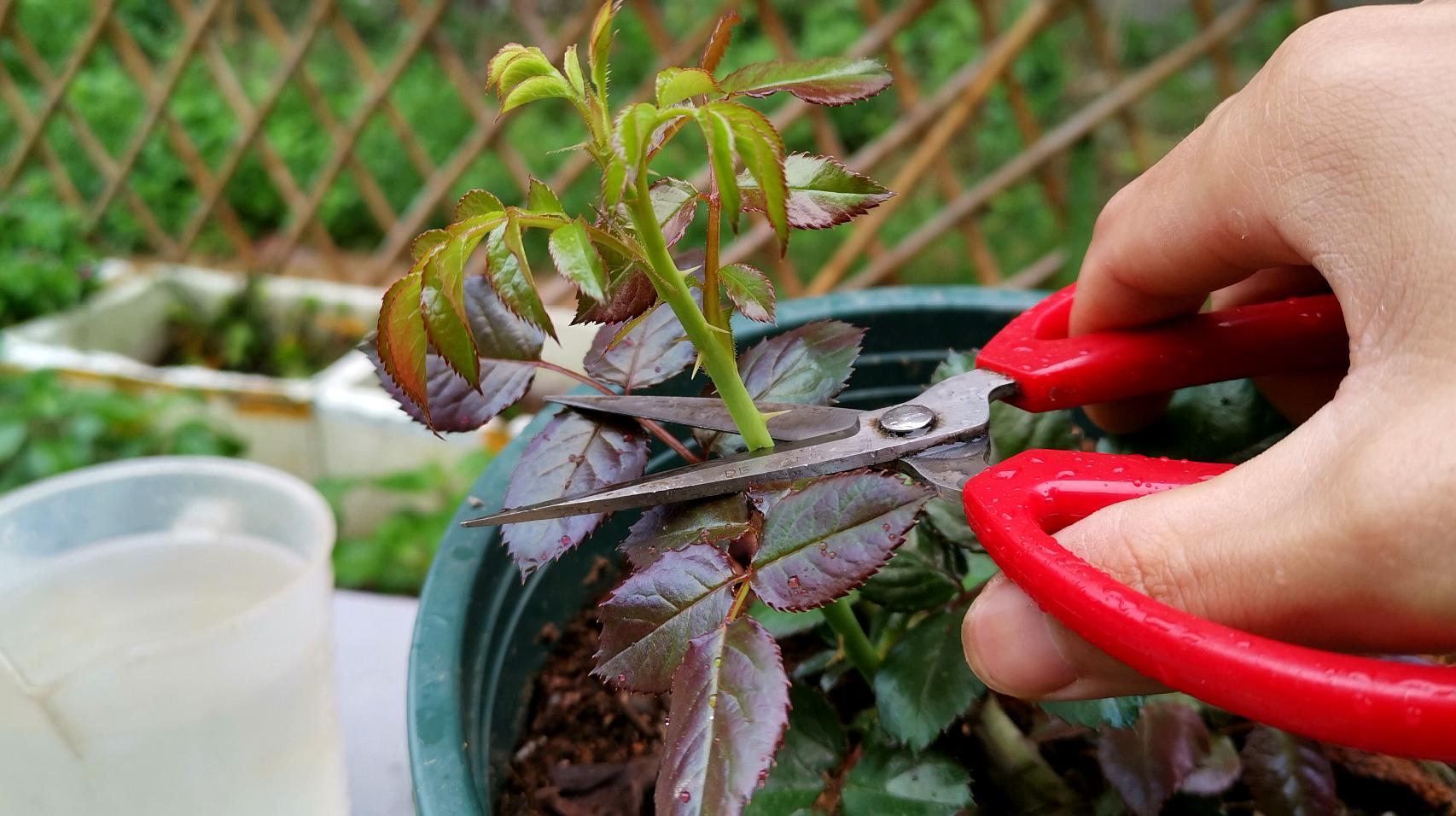 月季花怎么养才能更旺盛(怎样养月季花才能爆盆开花)