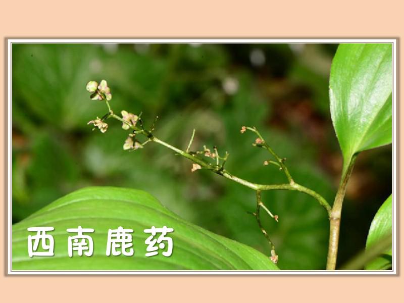 鹿药有哪些品种5个视频